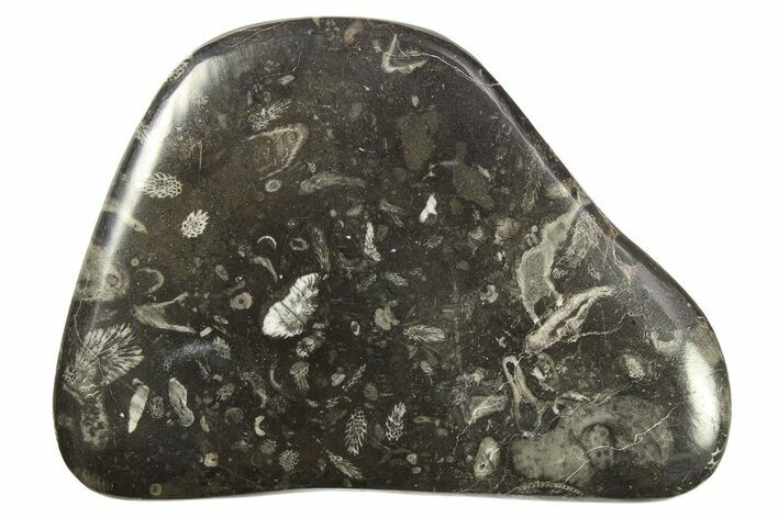 Polished Devonian Fossil Coral and Bryozoan Plate - Morocco #273135